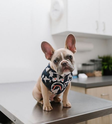 Frenchie on VET table